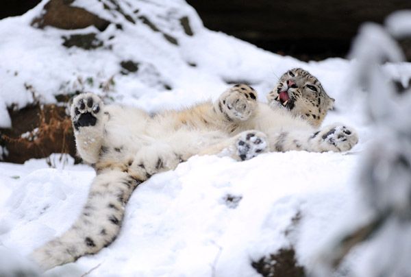 One more snow leopard shot. Belly up!